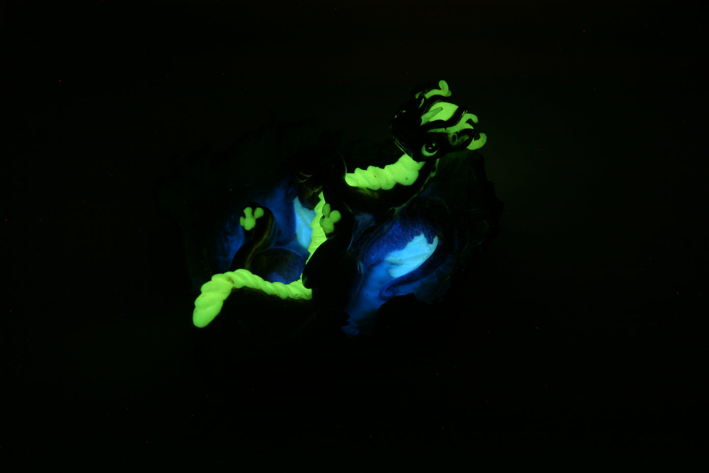 Phosphorescent leaf dragon unique figurine